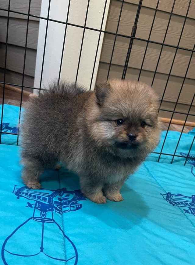 New Pomeranian Puppies media 13