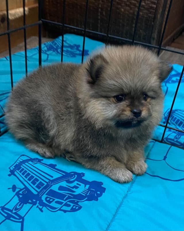 New Pomeranian Puppies media 15