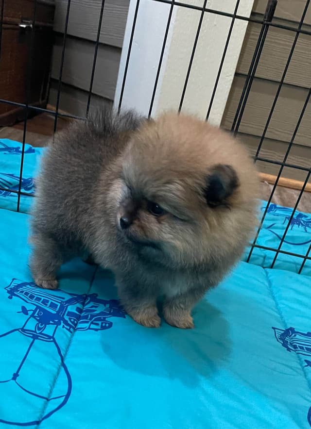 New Pomeranian Puppies media 12