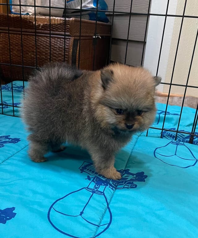 New Pomeranian Puppies media 14