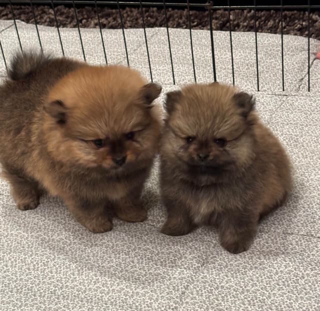 New Pomeranian Puppies media 17