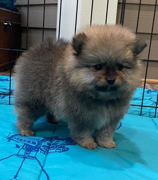 New Pomeranian Puppies media 16