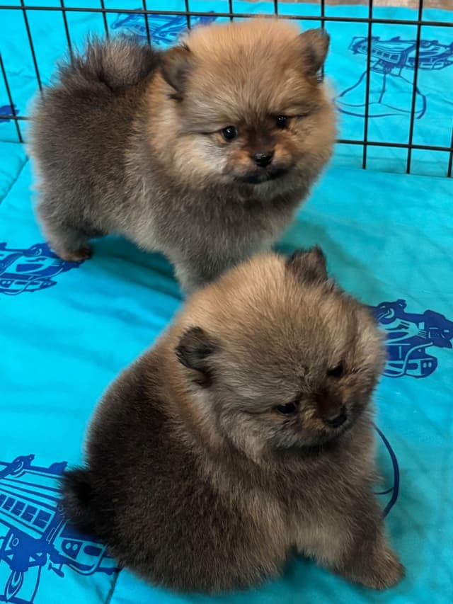 New Pomeranian Puppies media 19