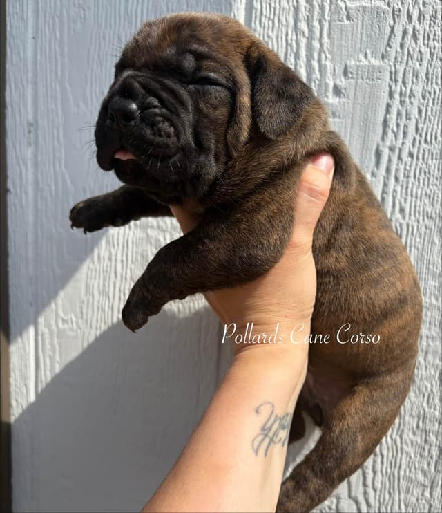 Cane Corso Puppies media 3