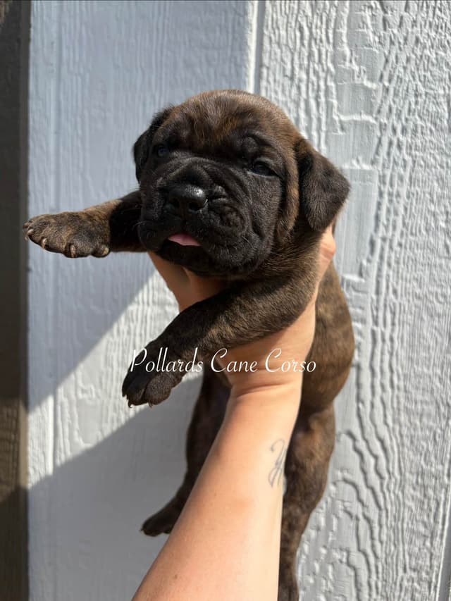 Cane Corso Puppies media 4
