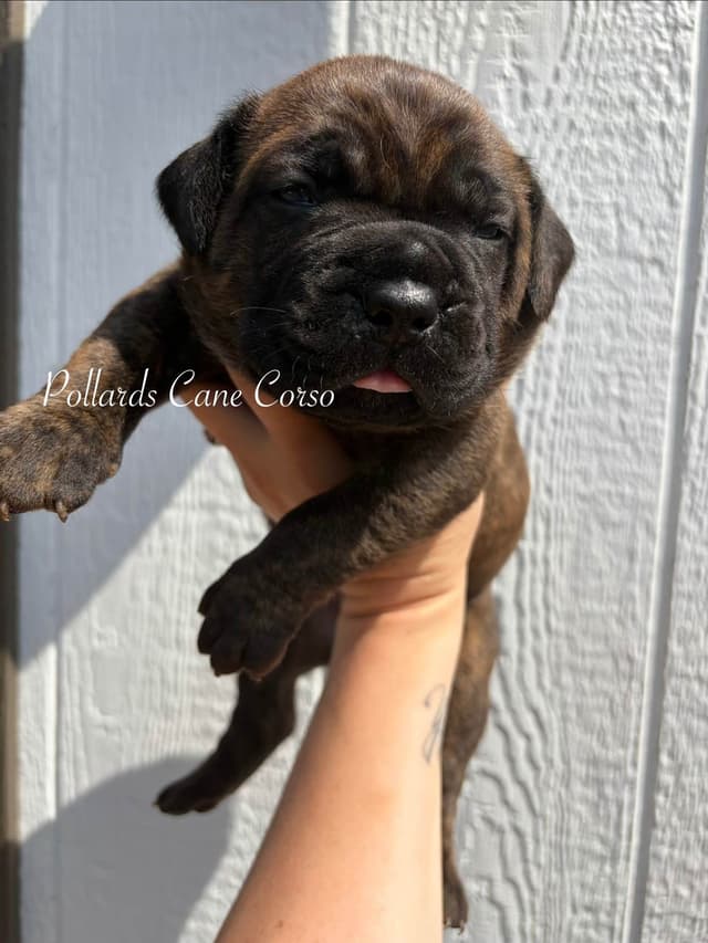 Cane Corso Puppies media 5