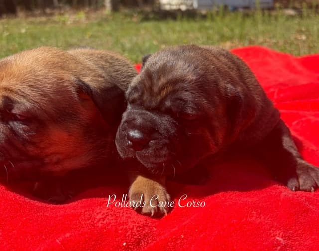Cane Corso Puppies media 6