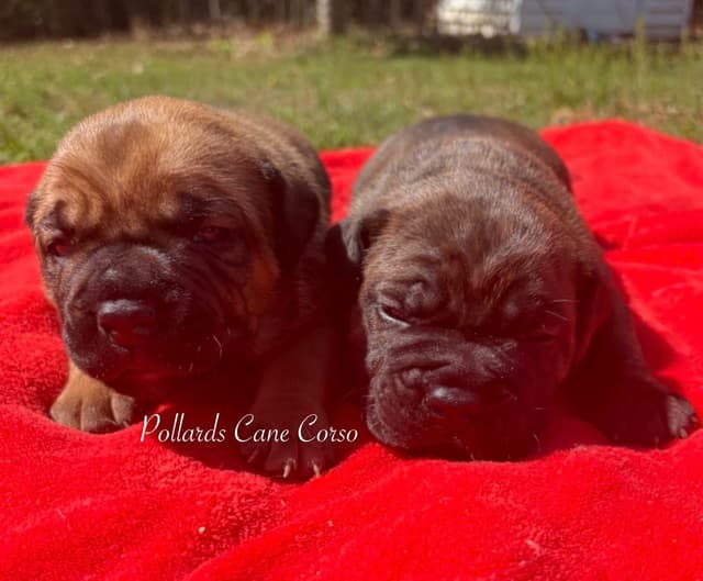 Cane Corso Puppies media 7