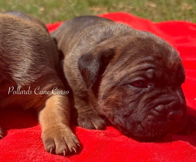 Cane Corso Puppies media 8