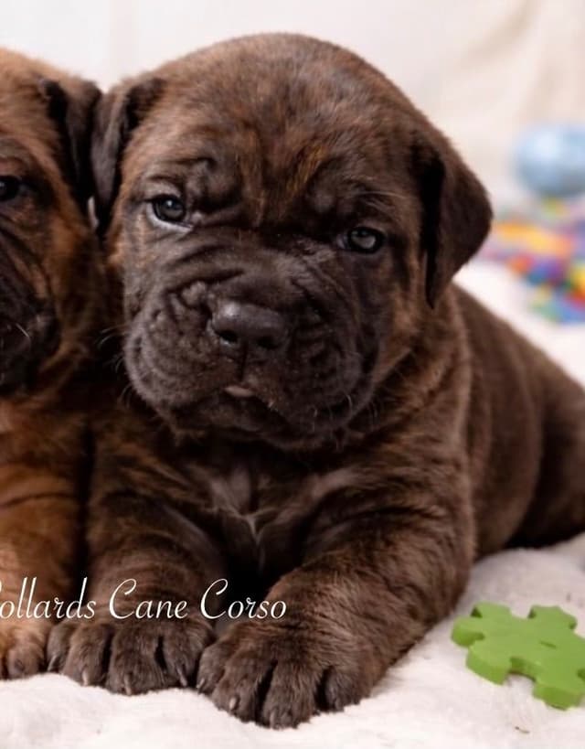 Cane Corso Puppies media 9