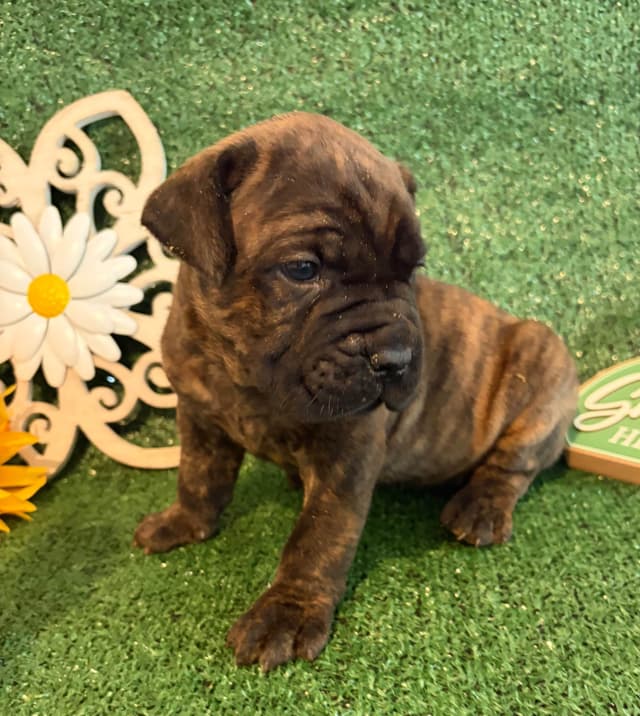 Cane Corso Puppies media 10
