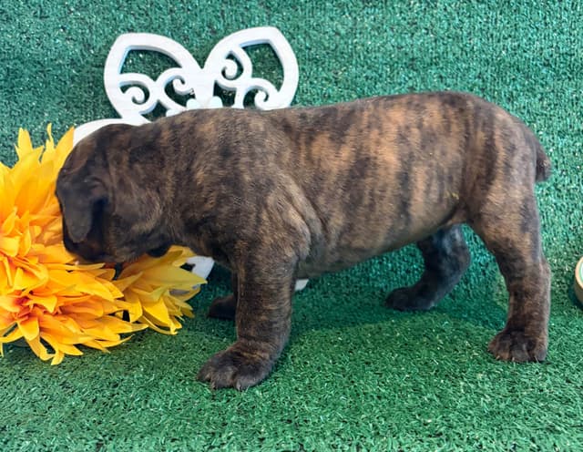 Cane Corso Puppies media 11