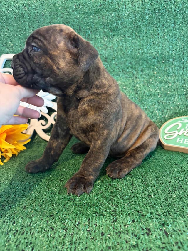 Cane Corso Puppies media 12