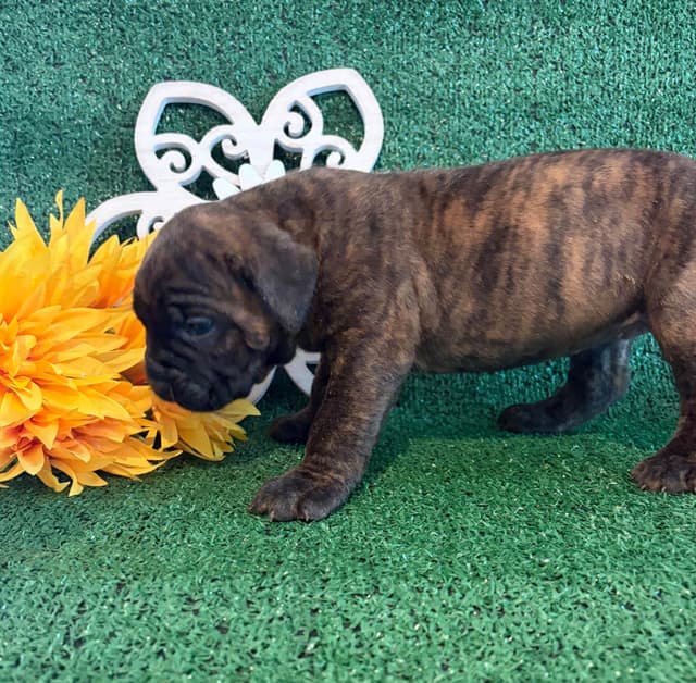 Cane Corso Puppies media 13