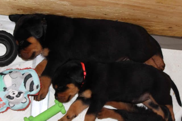 Rottweiler Puppies media 4