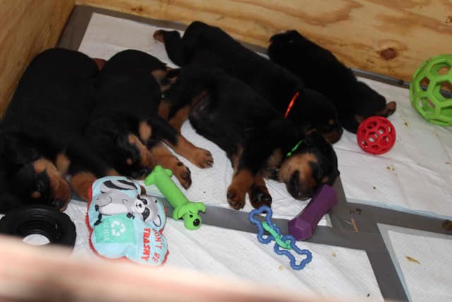 Rottweiler Puppies media 5