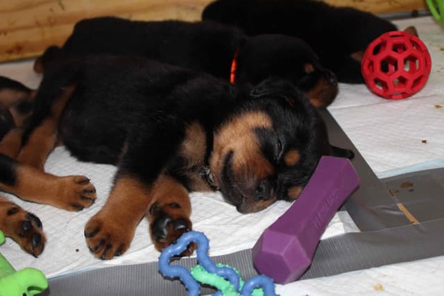 Rottweiler Puppies media 6