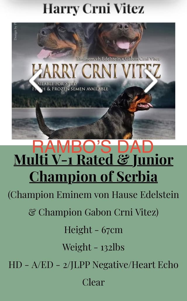 Rottweiler Puppies media 8