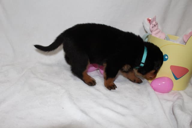 Rottweiler Puppies media 10
