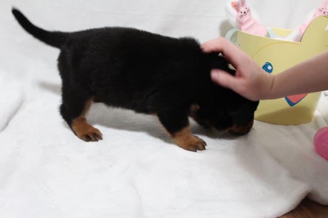 Rottweiler Puppies media 11