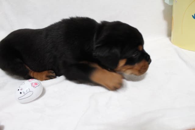 Rottweiler Puppies media 13