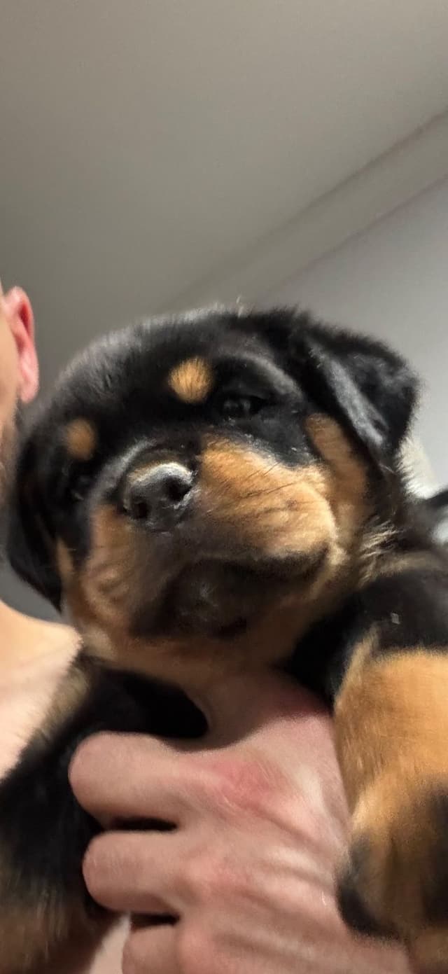 Rottweiler Puppies media 16