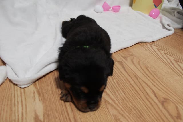 Rottweiler Puppies media 17