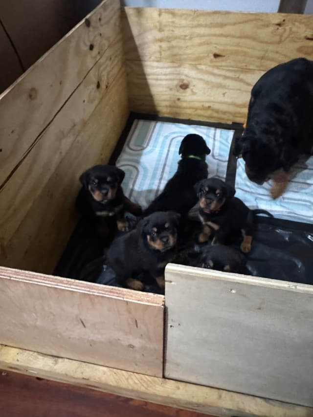 Rottweiler Puppies media 18