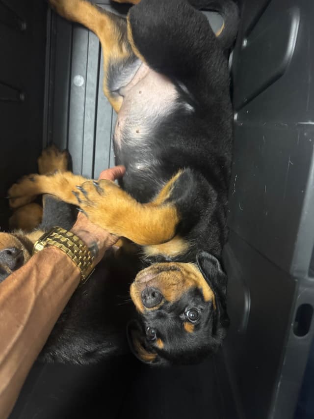 Rottweiler Puppies media 19