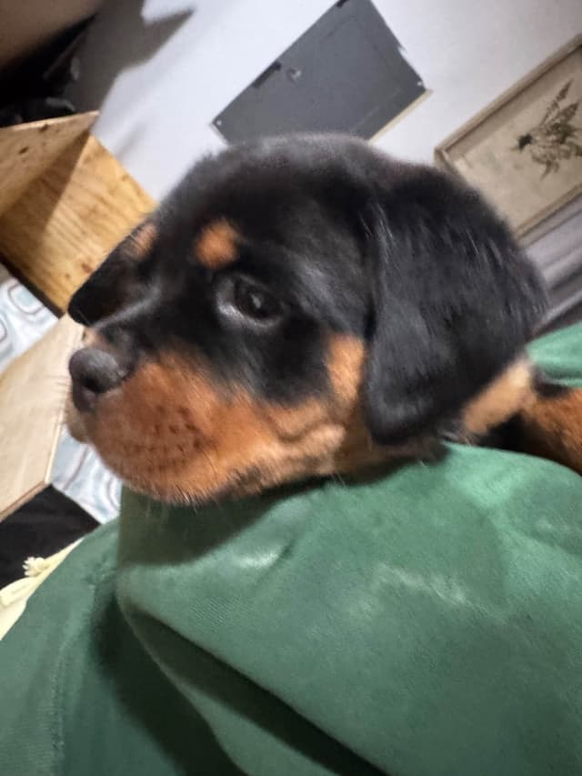 Rottweiler Puppies media 20