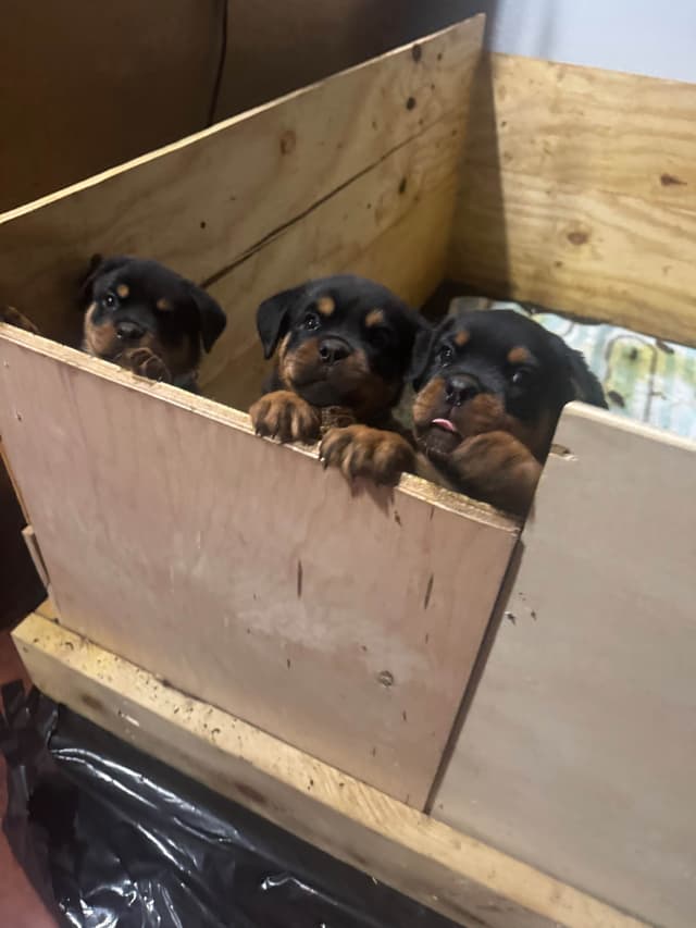 Rottweiler Puppies media 21