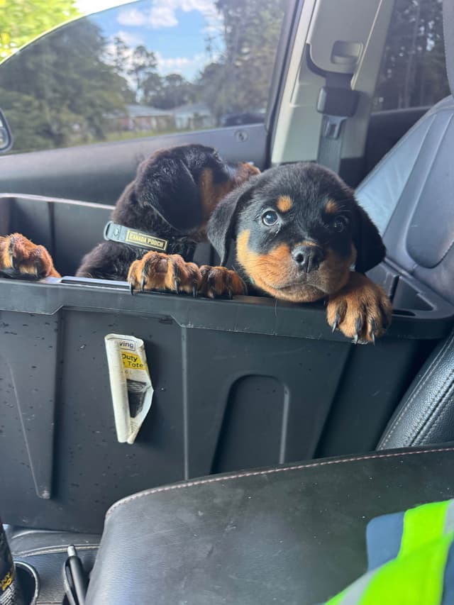 Rottweiler Puppies media 22