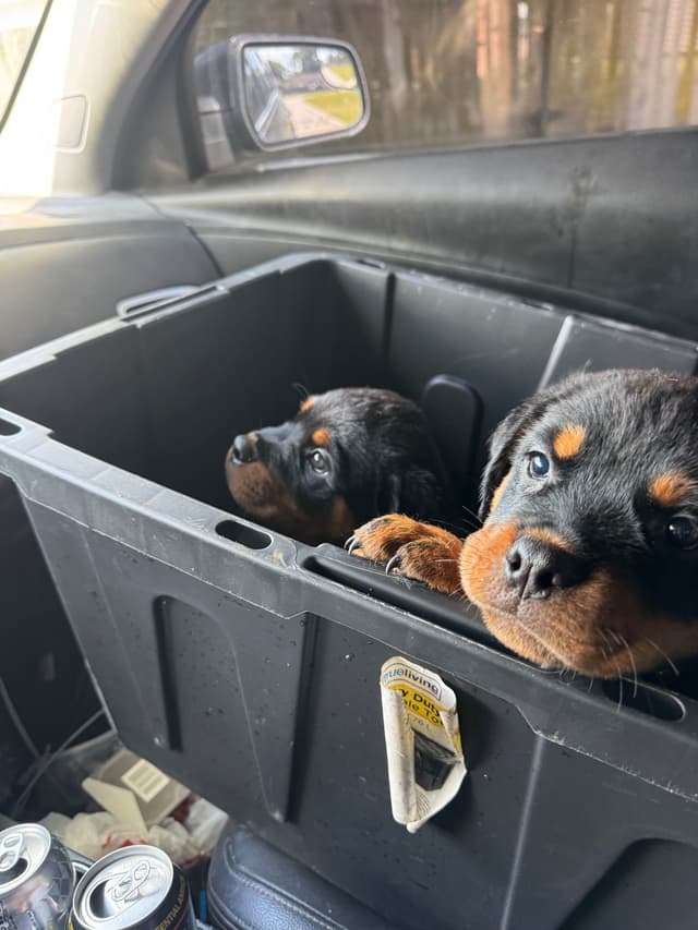 Rottweiler Puppies media 23