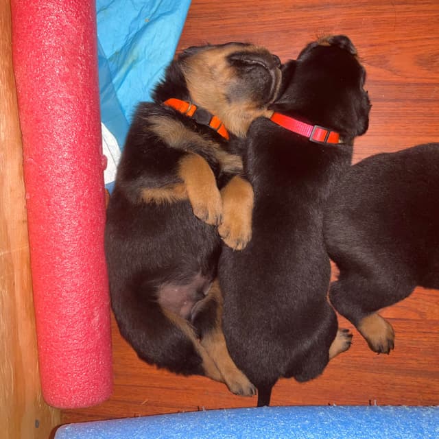 Rottweiler Puppies media 24