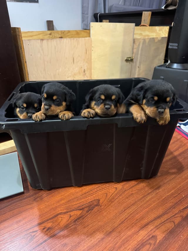 Rottweiler Puppies media 25