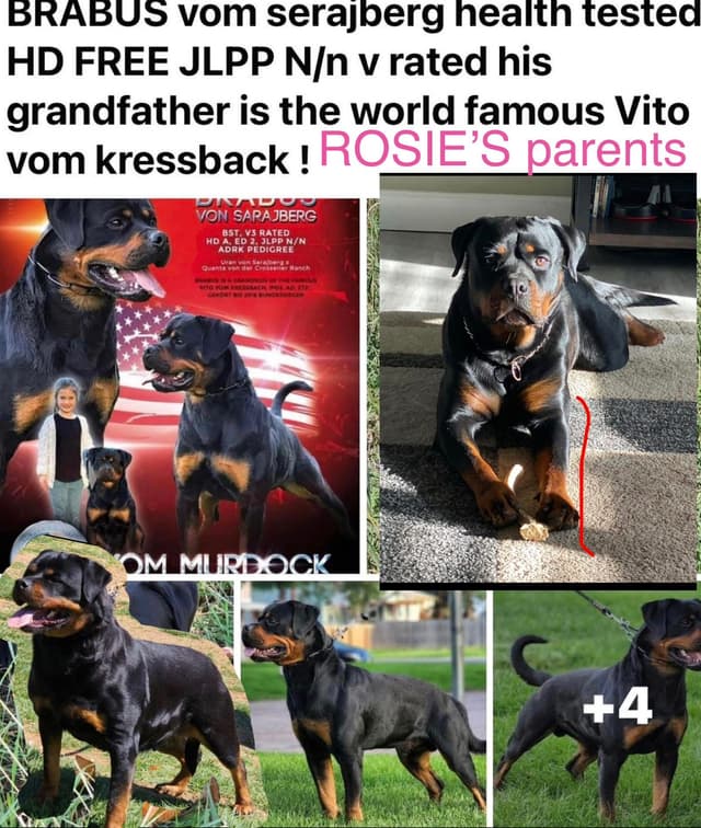 Rottweiler Puppies media 26