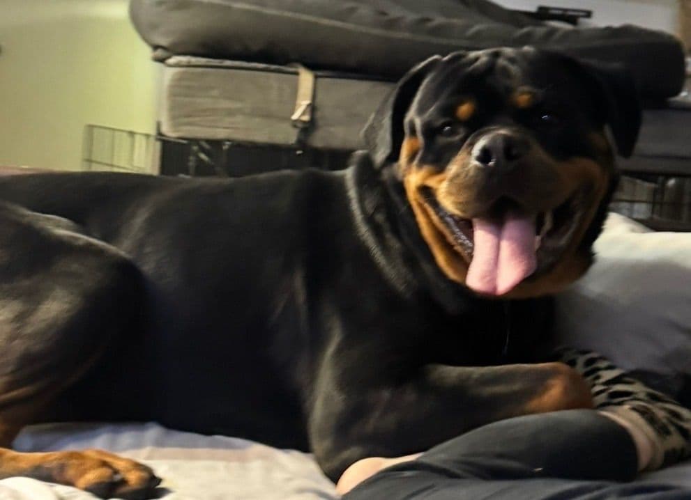 Rottweiler Puppies breeder image 1