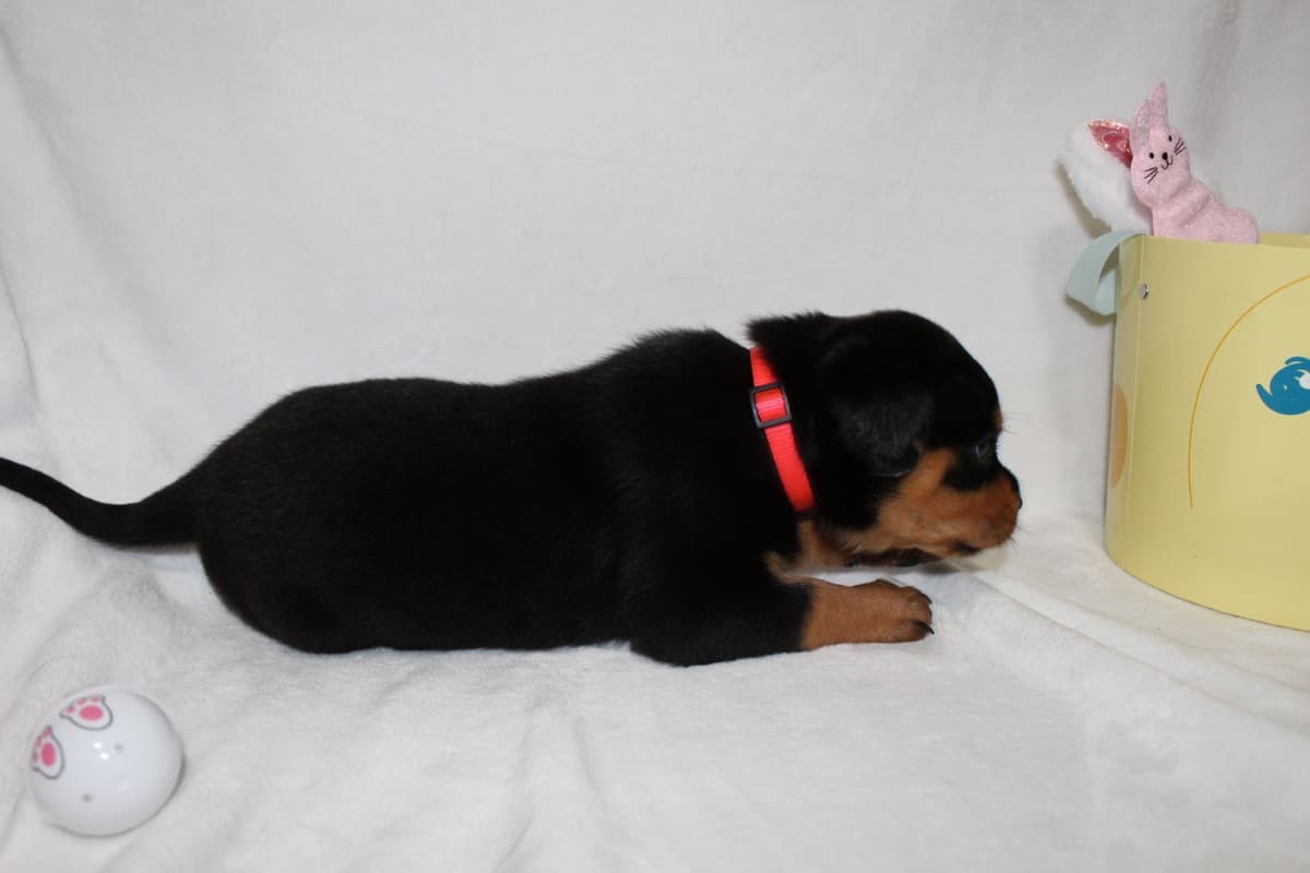 Rottweiler Puppies breeder image 2
