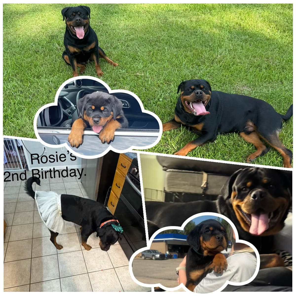 Rottweiler Puppies breeder image 4