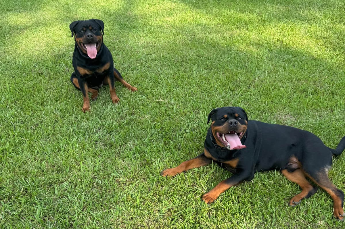 Rottweiler Puppies breeder image 6