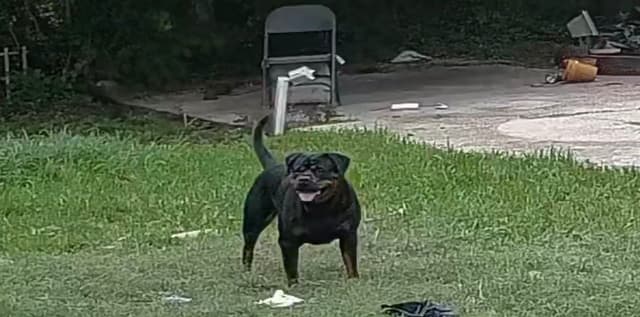 Rottweiler Puppies media 27