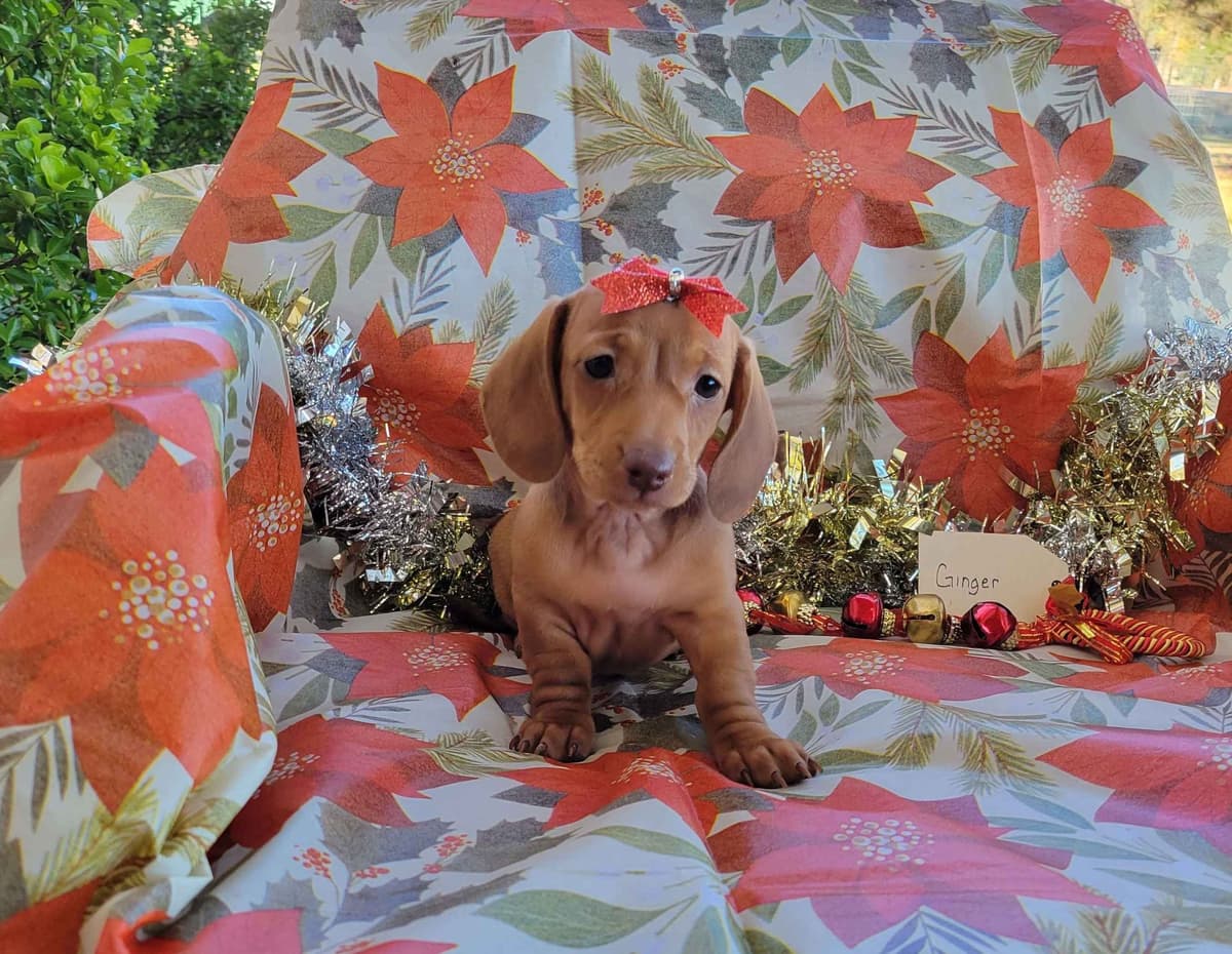 Longhair Mini Dachshund breeder image 1