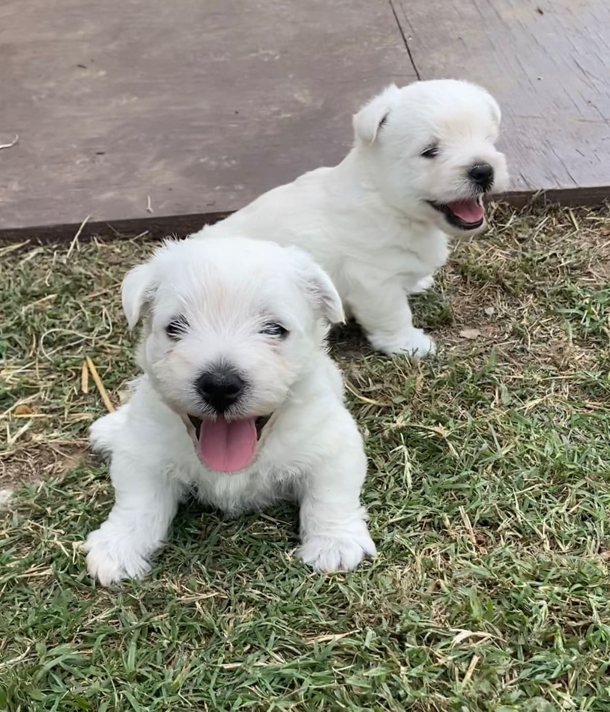 West Highland White Terrier Puppies breeder image 7