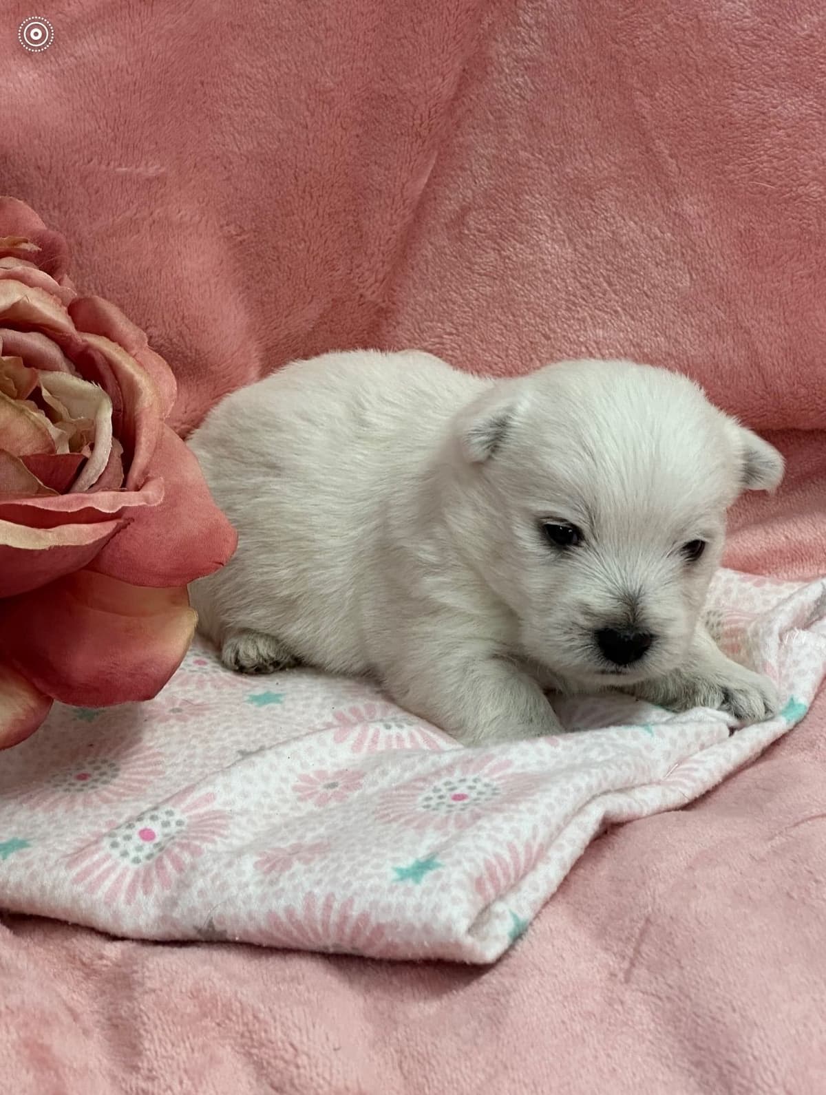West Highland White Terrier Puppies breeder image 8