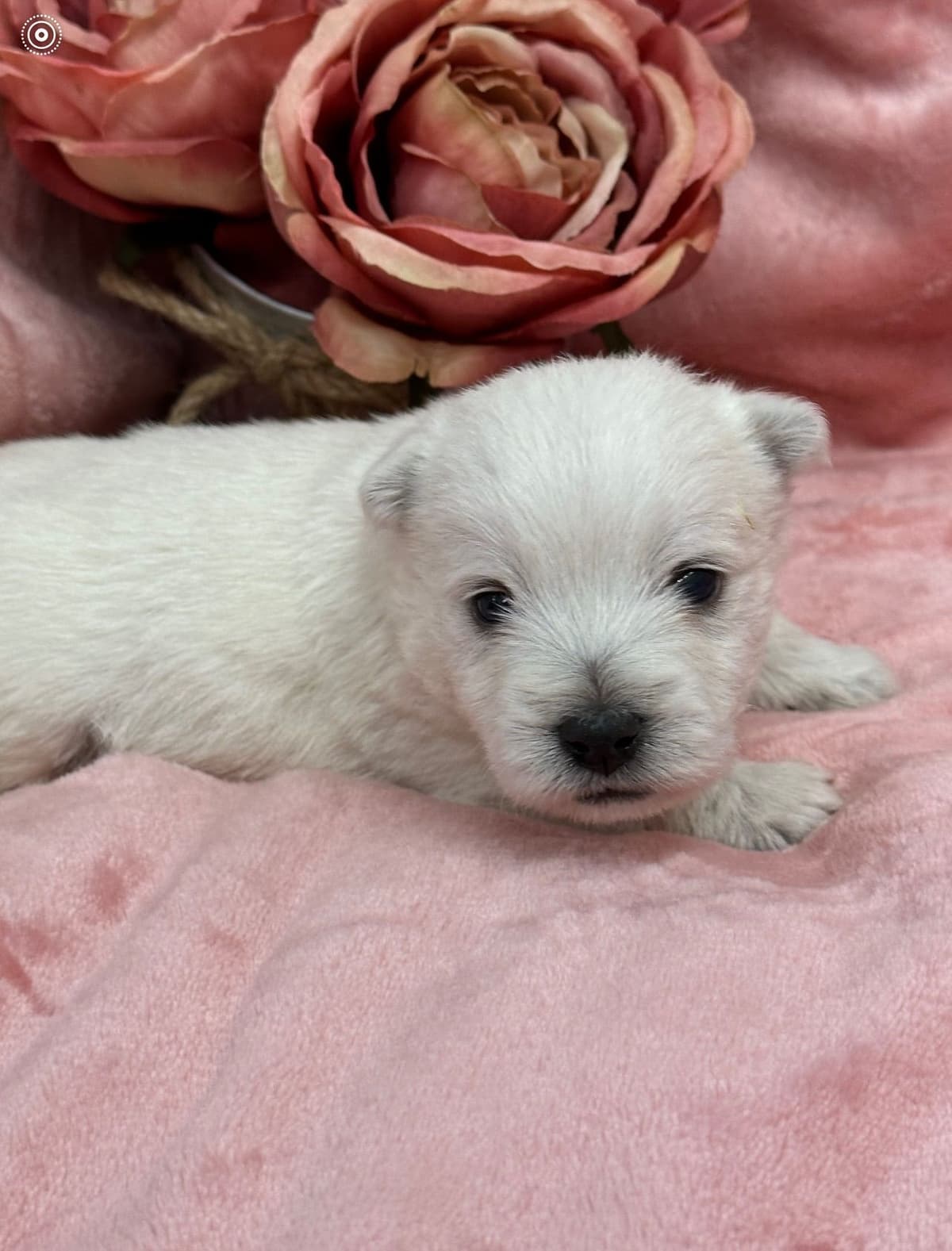 West Highland White Terrier Puppies breeder image 9