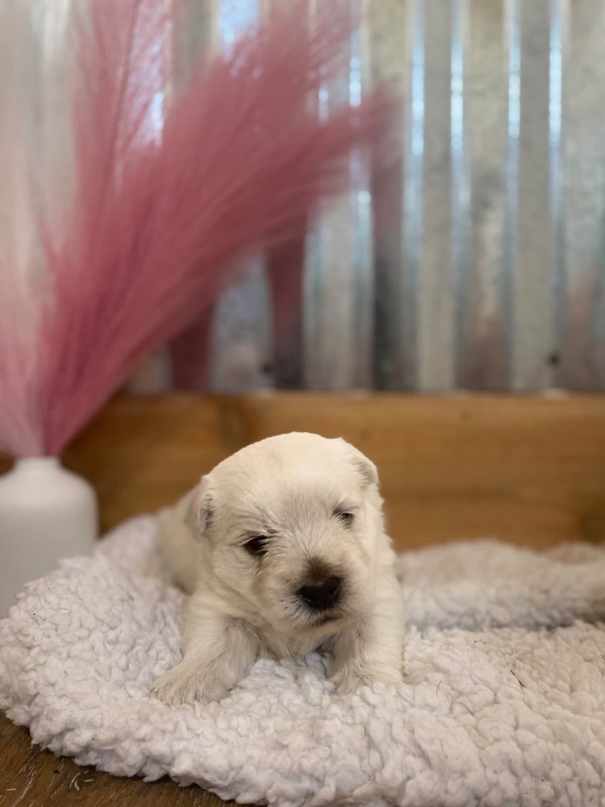 West Highland White Terrier Puppies breeder image 10