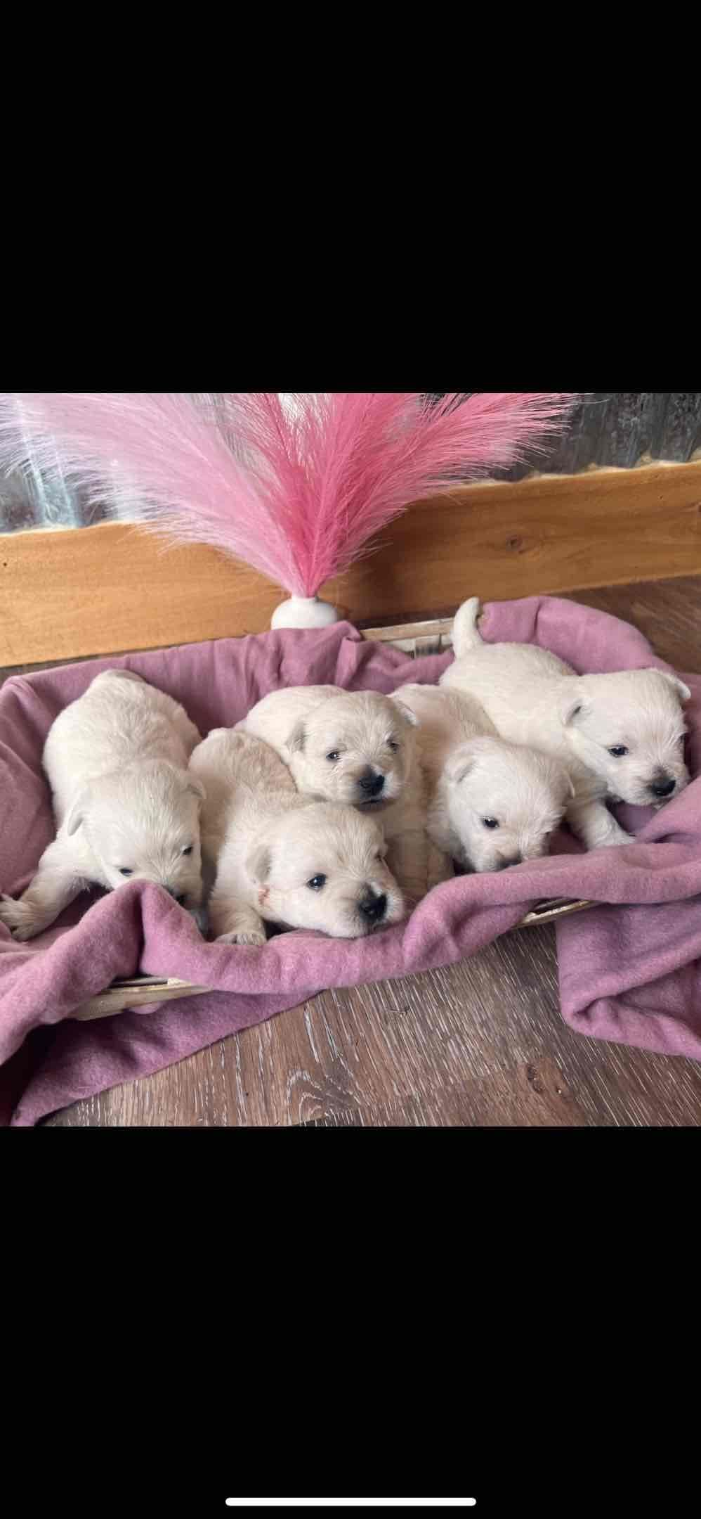 West Highland White Terrier Puppies breeder image 11