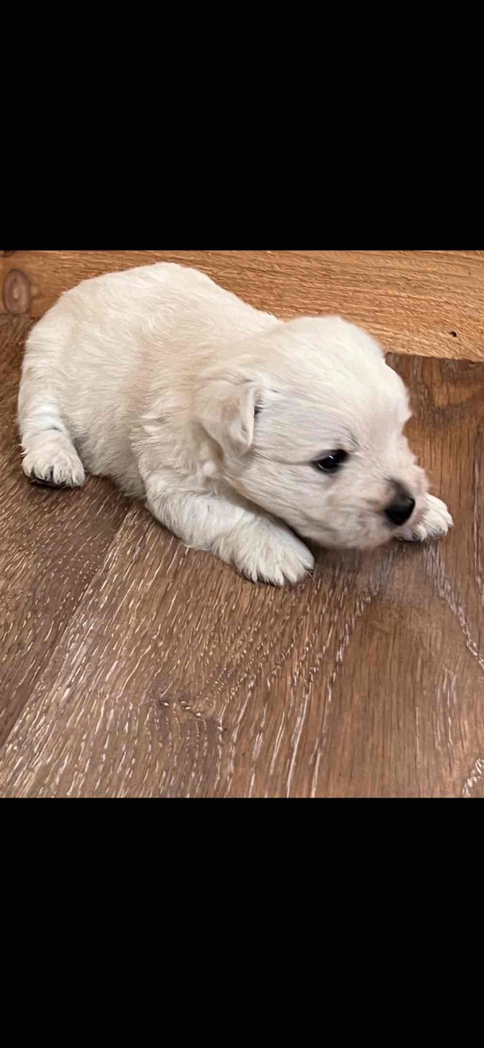 West Highland White Terrier Puppies breeder image 13