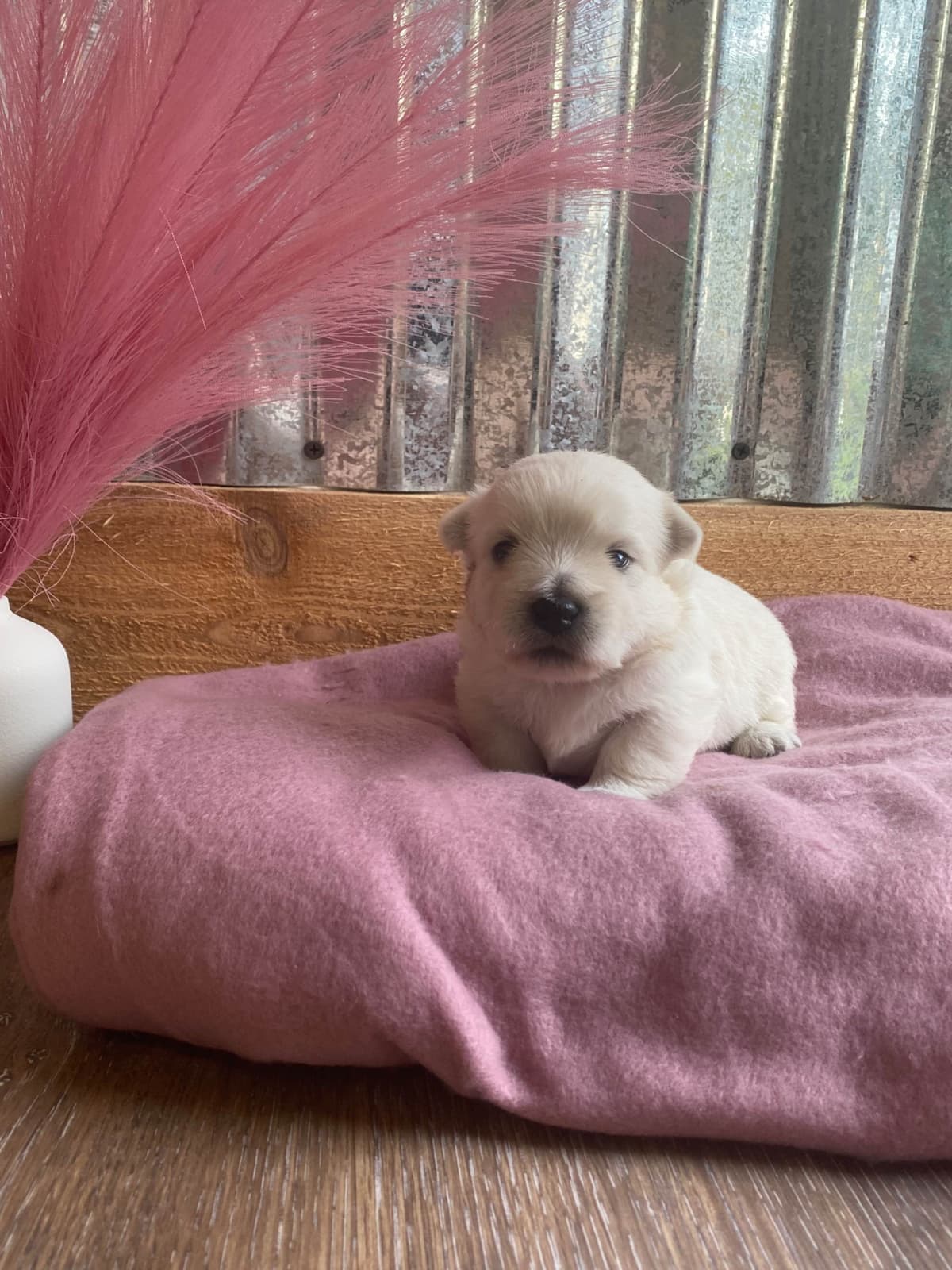 West Highland White Terrier Puppies breeder image 15