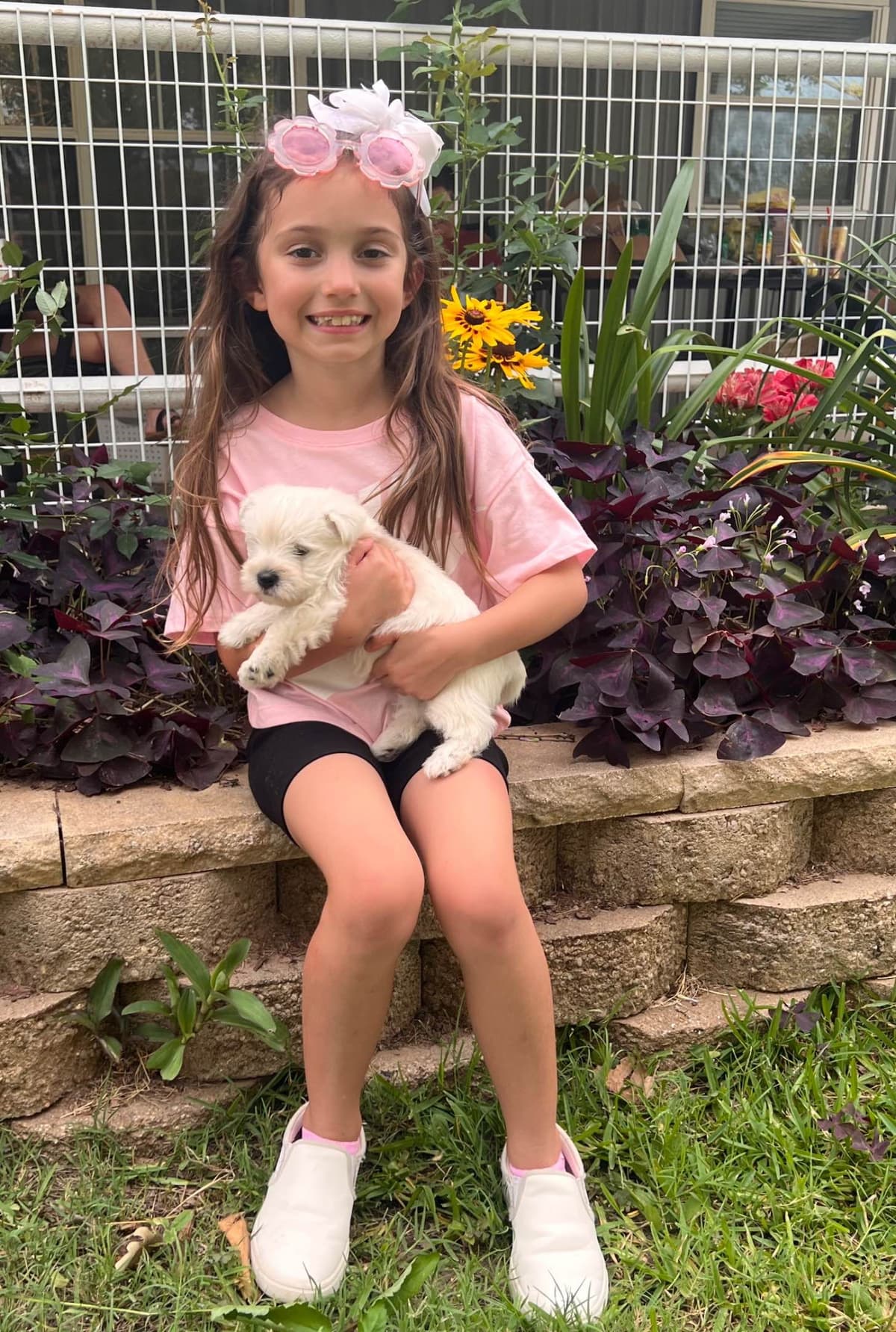 West Highland White Terrier Puppies breeder image 3
